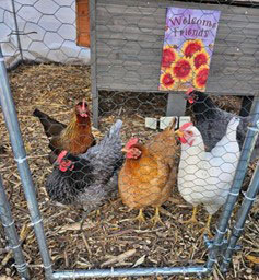 chickens in farming area at former IPS School 11